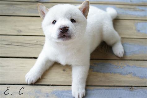 White Shiba Inu Puppy | Shiba inu puppy, White shiba inu puppy, Cute ...