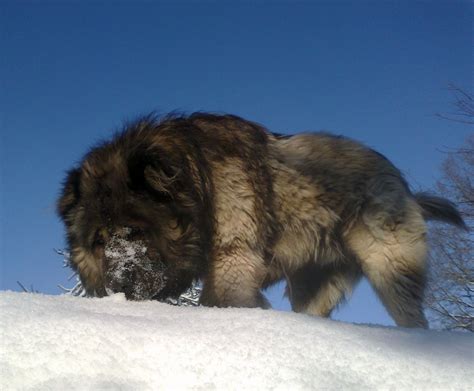 Caucasian Shepherd | Caucasian shepherd dog, Caucasian shepherd ...