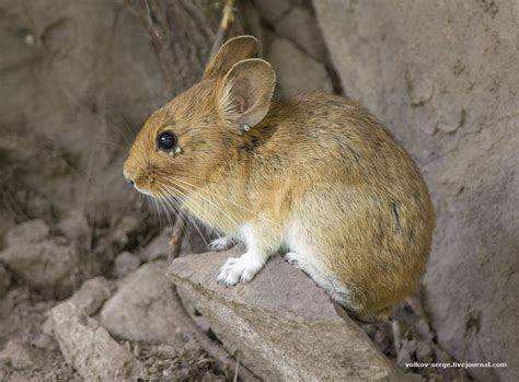 Chinese red pika | Animals wild, Animals, Meerkat