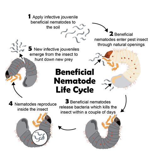 Nematode Life Cycle