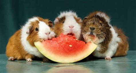 What Fruits Can Guinea Pigs Eat? A List Of Safe Fruits For Guinea Pigs