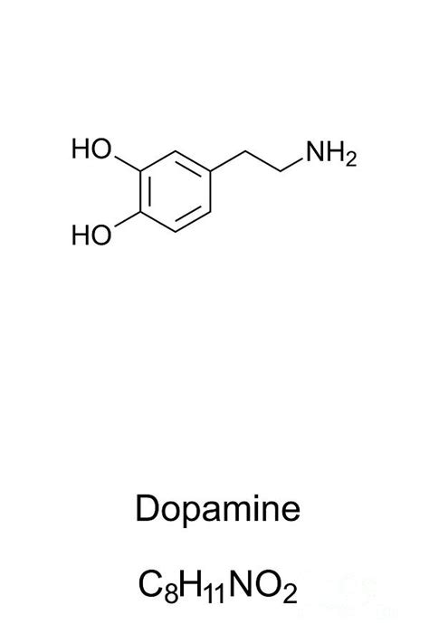 Dopamine molecule, skeletal formula Digital Art by Peter Hermes Furian ...