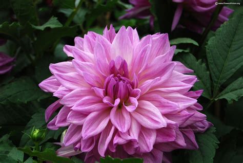 Dahlia varieties gallery