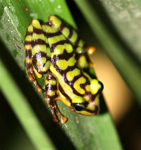 'Spectacular-looking' endangered frog species discovered in Ecuador's cloud forests