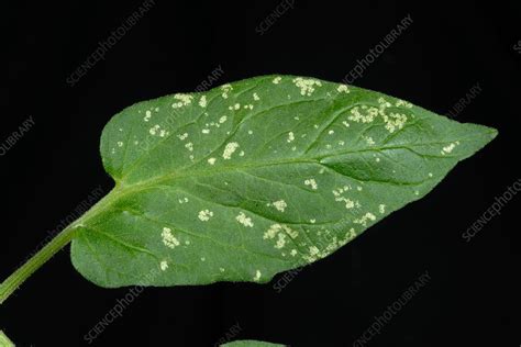 Glasshouse leafhopper damage - Stock Image - C006/5345 - Science Photo ...