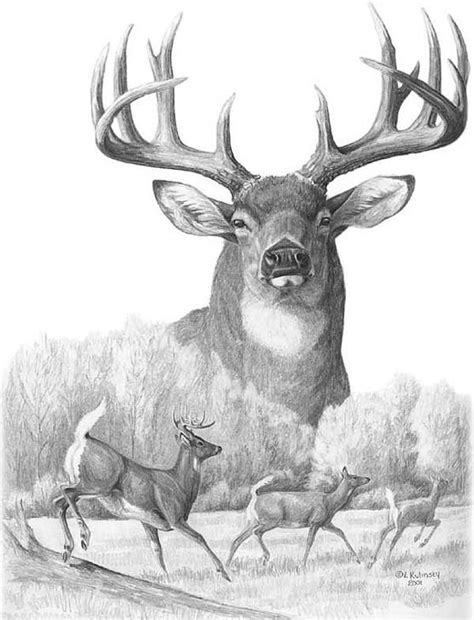 Deer Art for Sale in 2022 | Deer art, Deer drawing, Animal drawings