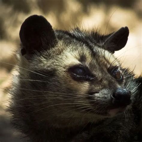 Asian Palm Civet - Facts, Diet, Habitat & Pictures on Animalia.bio