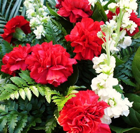 red carnations - Red Photo (4147869) - Fanpop