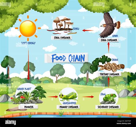 Food chain forest Stock Vector Images - Alamy