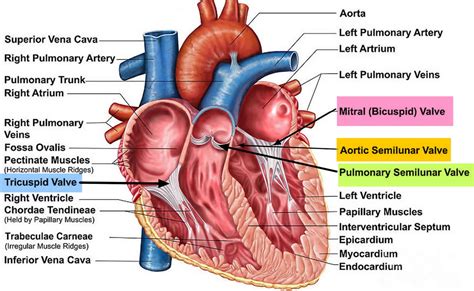 Tricuspid Valve