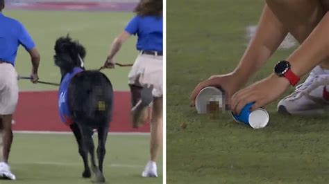 SMU Mascot Cause Massive Delay At Football Game After Pooping On Field