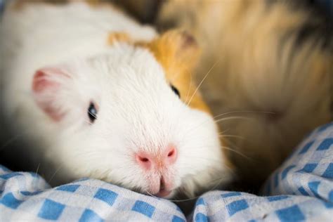 Do Guinea Pigs Sleep With Their Eyes Open? All About Piggy Sleep