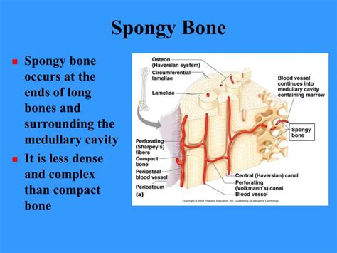 PPT - BONES AND BONE TISSUES PowerPoint Presentation - ID:416539