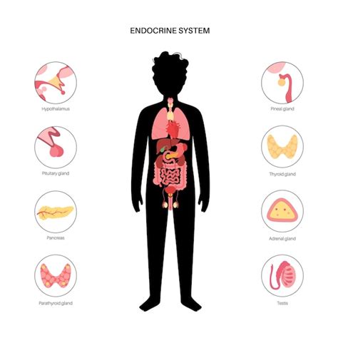 Top 106+ Endocrine system cartoon - Tariquerahman.net