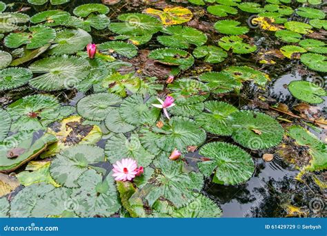 Pink Water Lily in Garden Pond Stock Image - Image of nature, pattern: 61429729