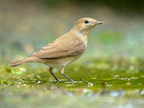 Willow Warbler Bird Facts (Phylloscopus trochilus) | Bird Fact