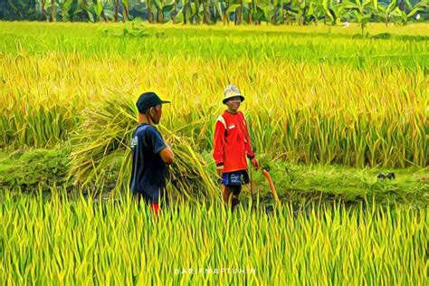 Sawah siapa pakde?