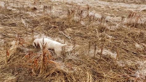 Clumber Spaniel - Bird Hunting with my 2 Clumber Pups - YouTube