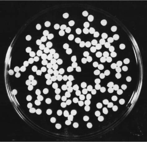 The Spherical shape of the calcium alginate beads. | Download ...