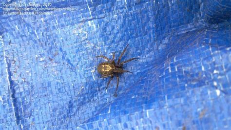 Insect and Spider Identification: Can someone help me identify this spider?, 1 by chiques