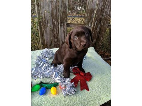 English chocolate Labrador puppies available Boonville - Puppies for Sale Near Me