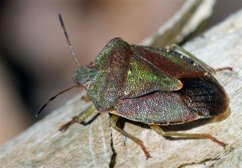 5 Signs You Have a Stinkbug Infestation – Cayce Exterminating Company