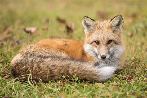 The Sierra Nevada Red Fox, One Of North America’s Rarest Mammals, Gains Endangered Species Act ...