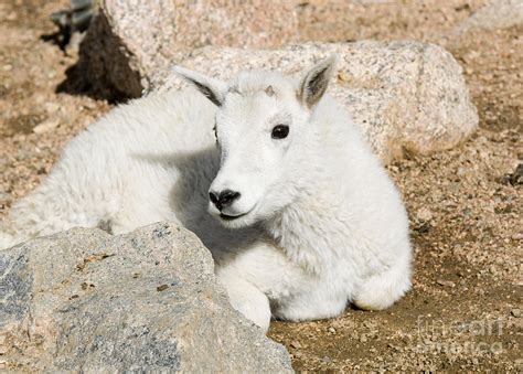 Baby Mountain Goats on Mount Evans Photograph by Steven Krull - Pixels