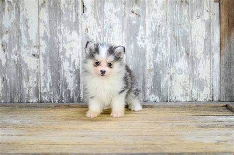 Pomsky Puppies for Sale and Adoption in Ohio - PETS TOURS