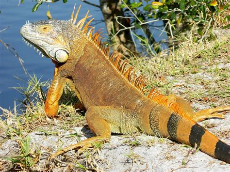 nama-hewan2016: iguana orange Images