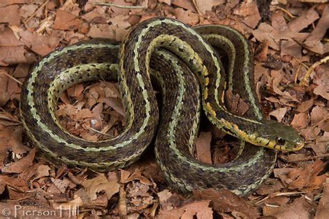 Chicago Garter Snake (Thamnophis sirtalis semifasciatus) | Flickr - Photo Sharing!