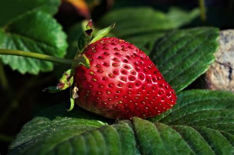 10 Best Places for Strawberry Picking in the Bay Area - Days Out On The Farm