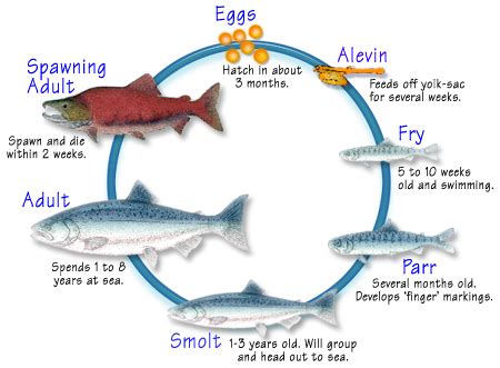 Salmon Life Cycle Facts