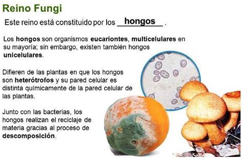 Reino FUNGI: características y ejemplos - ¡¡RESUMEN CORTO!!