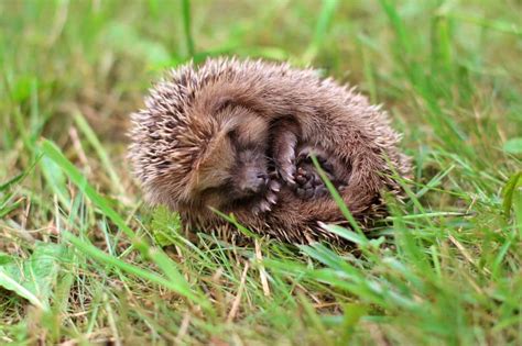 Hedgehog Hibernation Explained – What You Need to Know – thepetsavvy.com