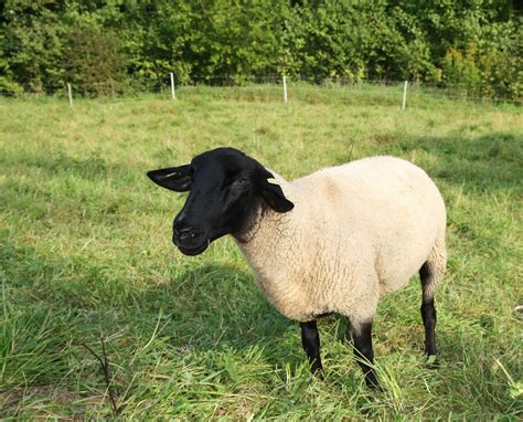 Dorper Sheep: Characteristics and Breed Overview