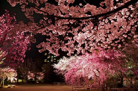 Yozakura illuminated cherry blossoms at Shukkei-en | Get Hiroshima