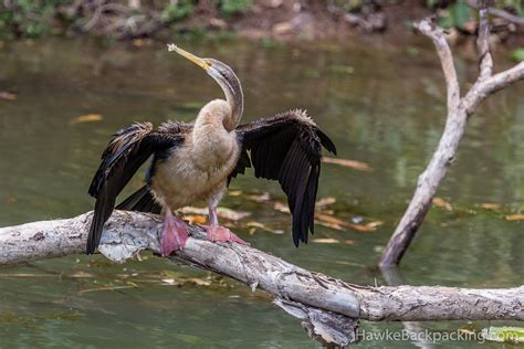 Northern Territory Wildlife - HawkeBackpacking.com