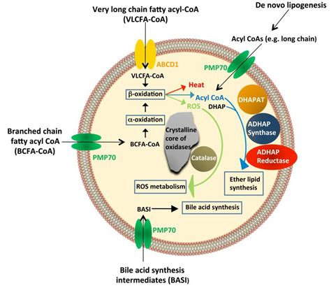 Peroxisome Function Structure images