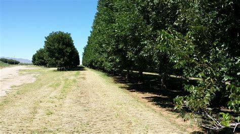 Cochise County pecan orchards sold to Texas company | News About Tucson and Southern Arizona ...