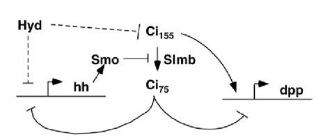 Model for Hyd function. Arrows represent positive effects, and barred ...