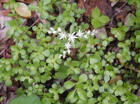 Stonecrop | Identify that Plant