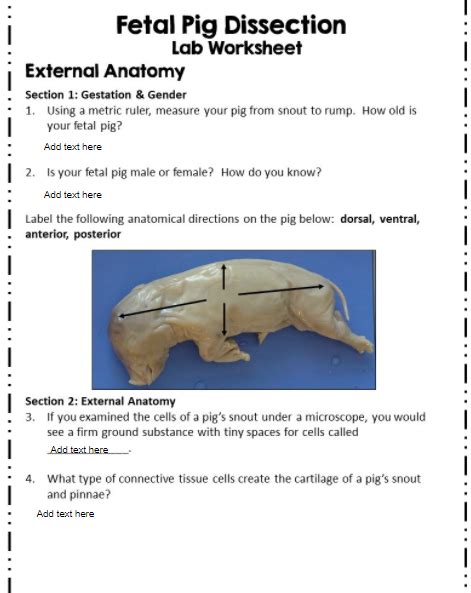 Fetal Pig Dissection Pre Lab Worksheet Db Excel Com - vrogue.co