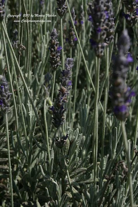 Lavandula Goodwin Creek Grey is noted for the silvery foliage and dark purple flowers. Goodwin ...