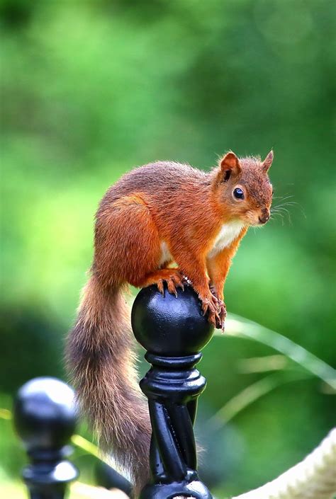 Maria's Blog: Underscar Red Squirrel Photography.