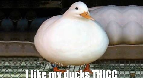 Will you be my thicc duck? | Funny pictures, Fresh memes, Funny