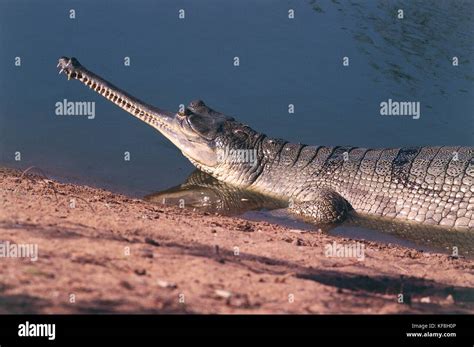 Ganges River Crocodiles