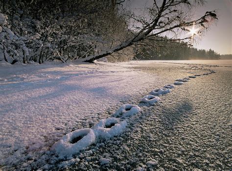 Fox Tracks In Snow Photograph by Bjorn Svensson/science Photo Library