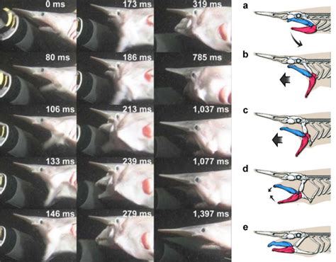 Unraveling the jaw-dropping goblin shark | Hokkaido University