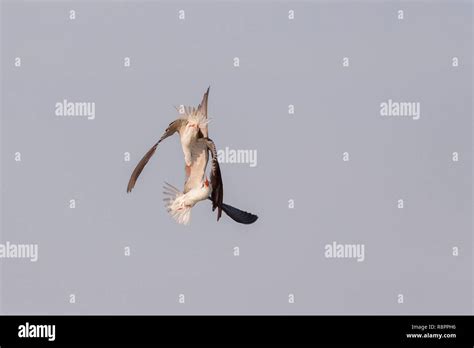 Birds of chobe national park hi-res stock photography and images - Alamy